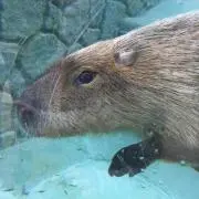 カピバラ