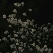 SA