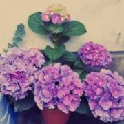 Akumaの画像