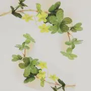 muuの画像