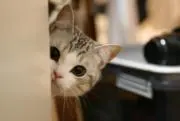 バイキルトの画像