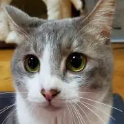 みい(゜д゜)の画像