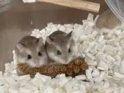 なぁの画像