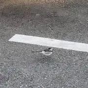 めめめの画像
