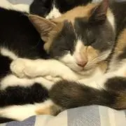 けい