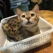 ねこちゃん