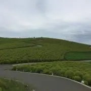 Koh