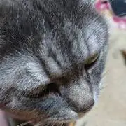しん