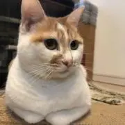 CAT♡の画像