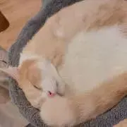 ねこの画像