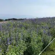 CLNの画像