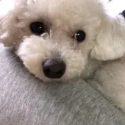 つむぎの画像
