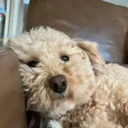 ひろの画像