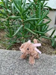 ろろんの画像