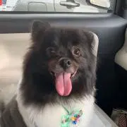 ロルくん