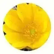 みりんの画像