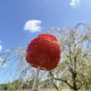 りんごあめの画像