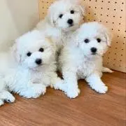 咲/新品値下げ交渉‪✕‬の画像