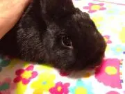 CHULOの画像