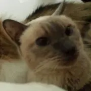 No Cat No Life !