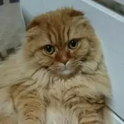 かのこ