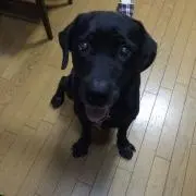 アッシュの画像