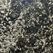 ベンチキャプテン