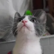 Ｙ−Ｕの画像