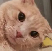 しら