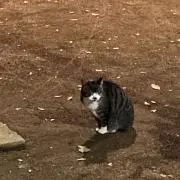 田中の画像