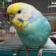 ピノの画像