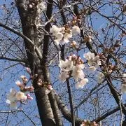 ぴっぴ☆の画像