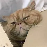 うずら