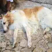 グリムグリム