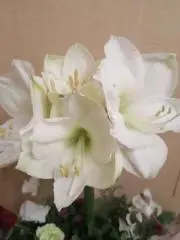 すまいる