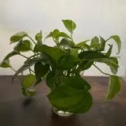 shunの画像