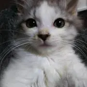 布和璃
