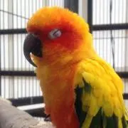 Eiki pato