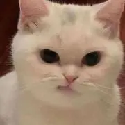 Ansh Rhlの画像