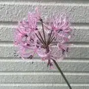 のん3の画像