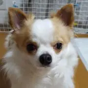 イタグレ