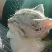 ayuu