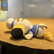 ぼーろの画像