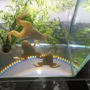 moonの画像