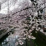 こねずみの画像