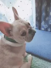 ぐるの画像