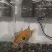 もりゃんの画像