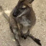 サラマンダーの画像