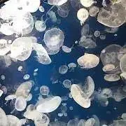 Deltaの画像