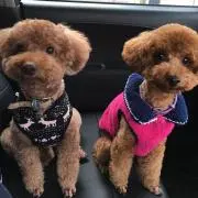 Lokoの画像